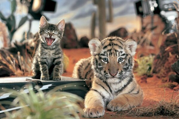 Die Freundschaft eines Tigers und eines Kätzchens aufnehmen