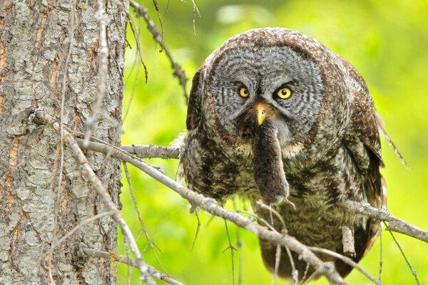 Barbu ne sait pas chasser sur l arbre