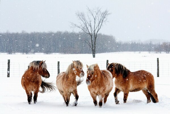 Caballos en la nieve, belleza invernal