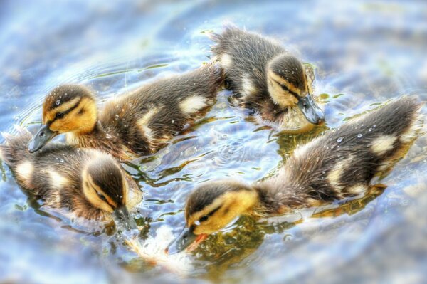 Dance of little ducklings on the water