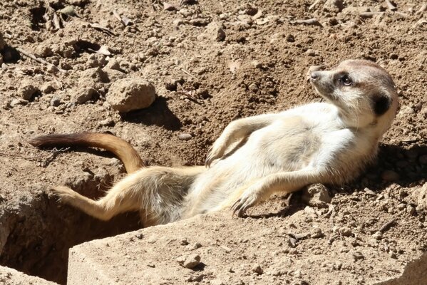 Suricata descansa rodeado de pequeñas piedras