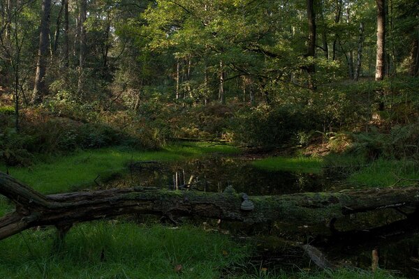 Forest river summer landscape