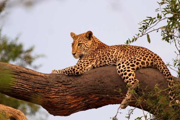 Descanso de leopardo en un tronco