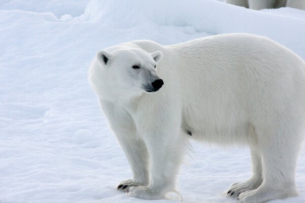 Winter, snow, polar bears on a walk