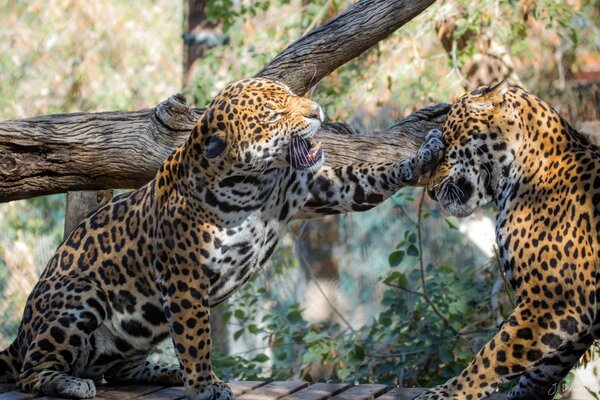 Gatos manchados salvajes jugando