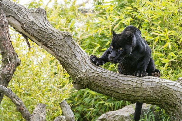 Black jaguar on a tree in the forest