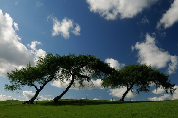 Alberi tra le nuvole sull erba verde