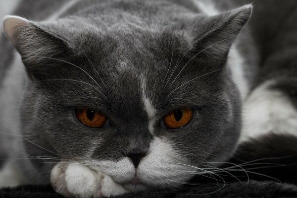 British Shorthair cat en portrait