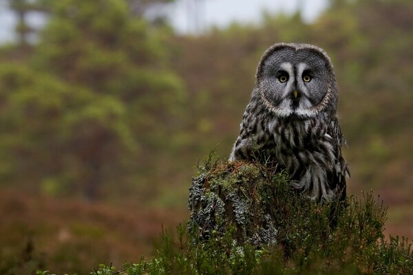 Photo of an owl in the forest on the grass