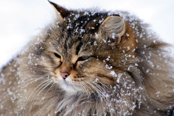 Peloso bel gatto nella neve