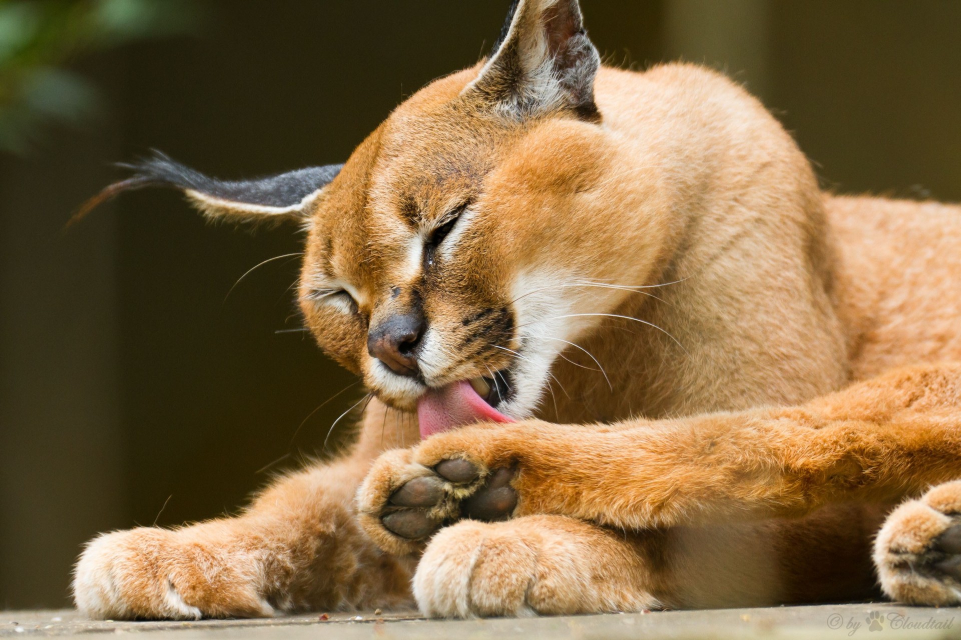 wild cat caracal steppe lynx washes tongue