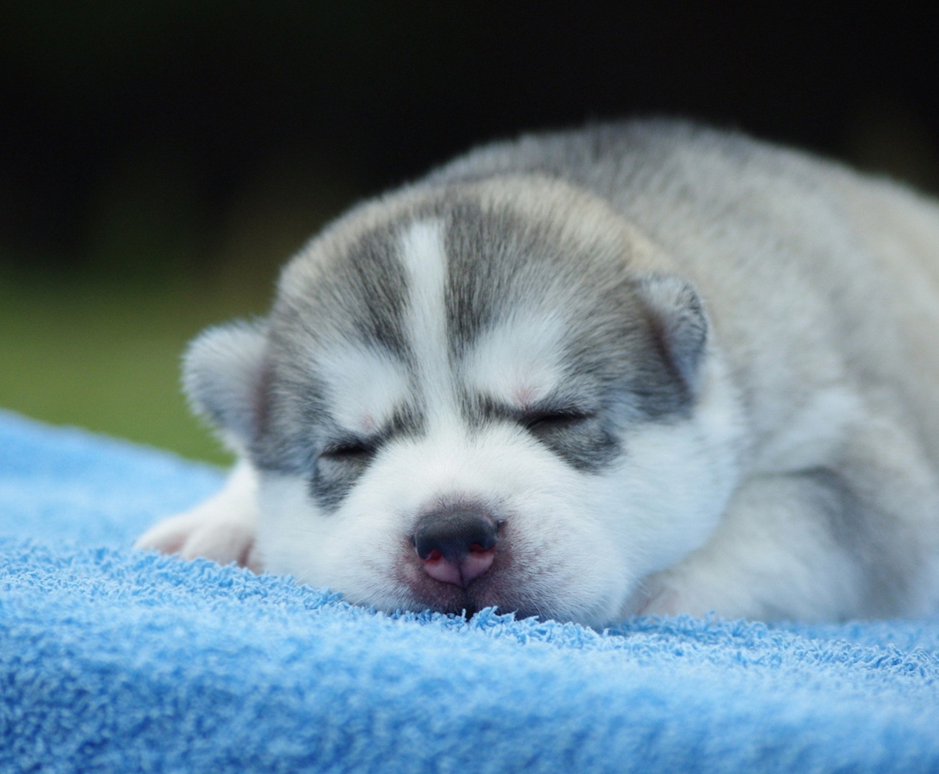 denti husky sdraiato cucciolo husky addormentato