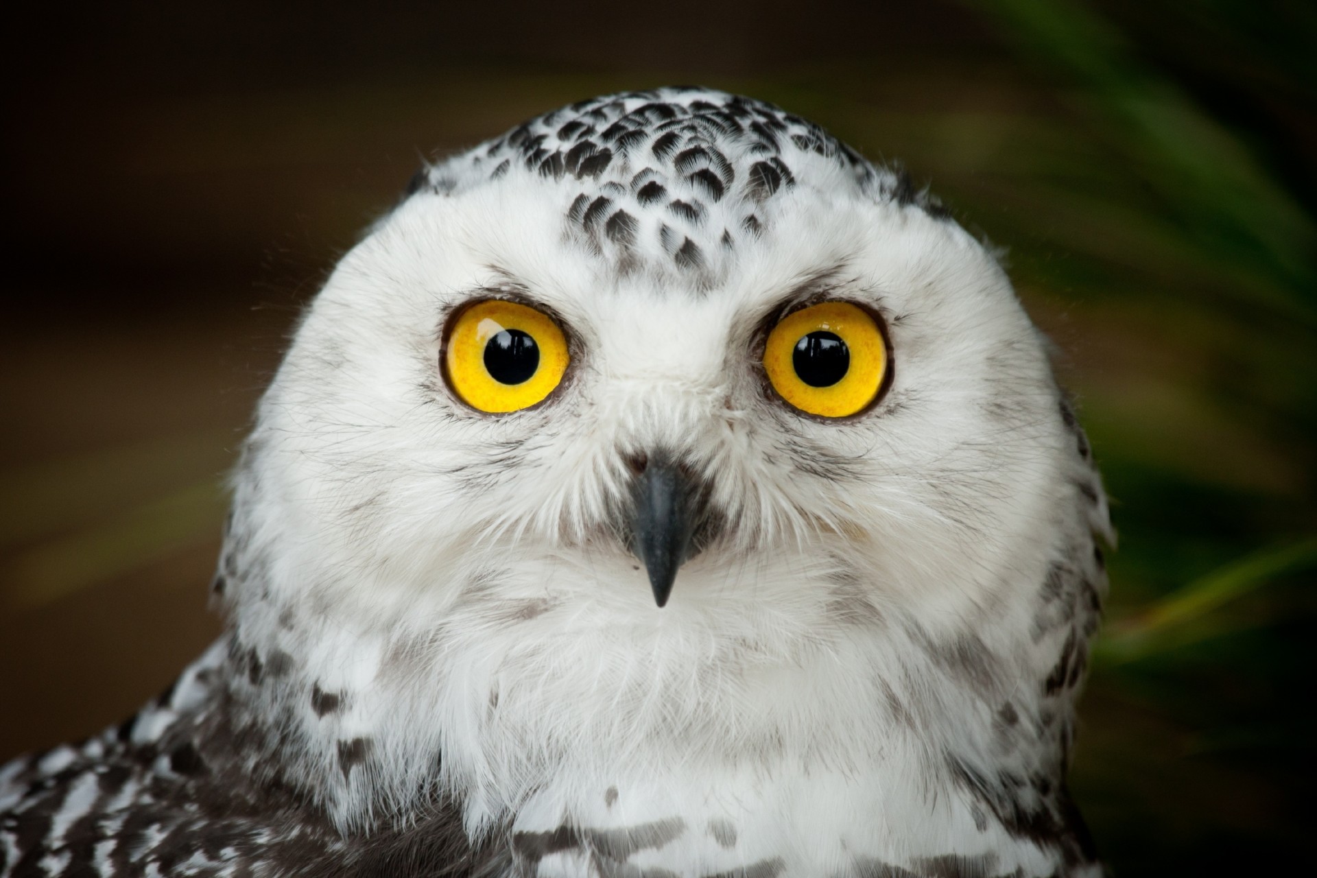 aves búho ojos cabeza