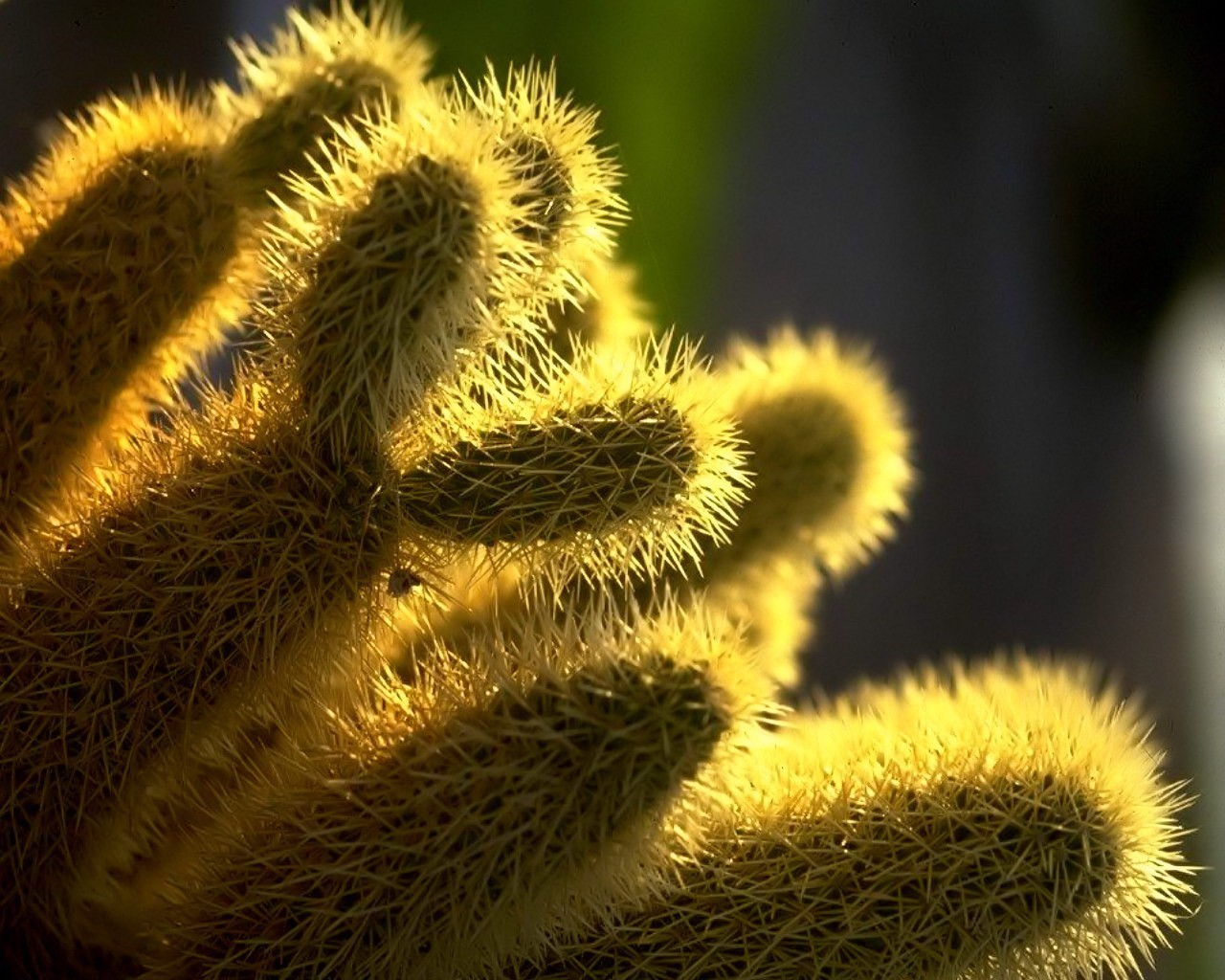 aiguilles cactus plante