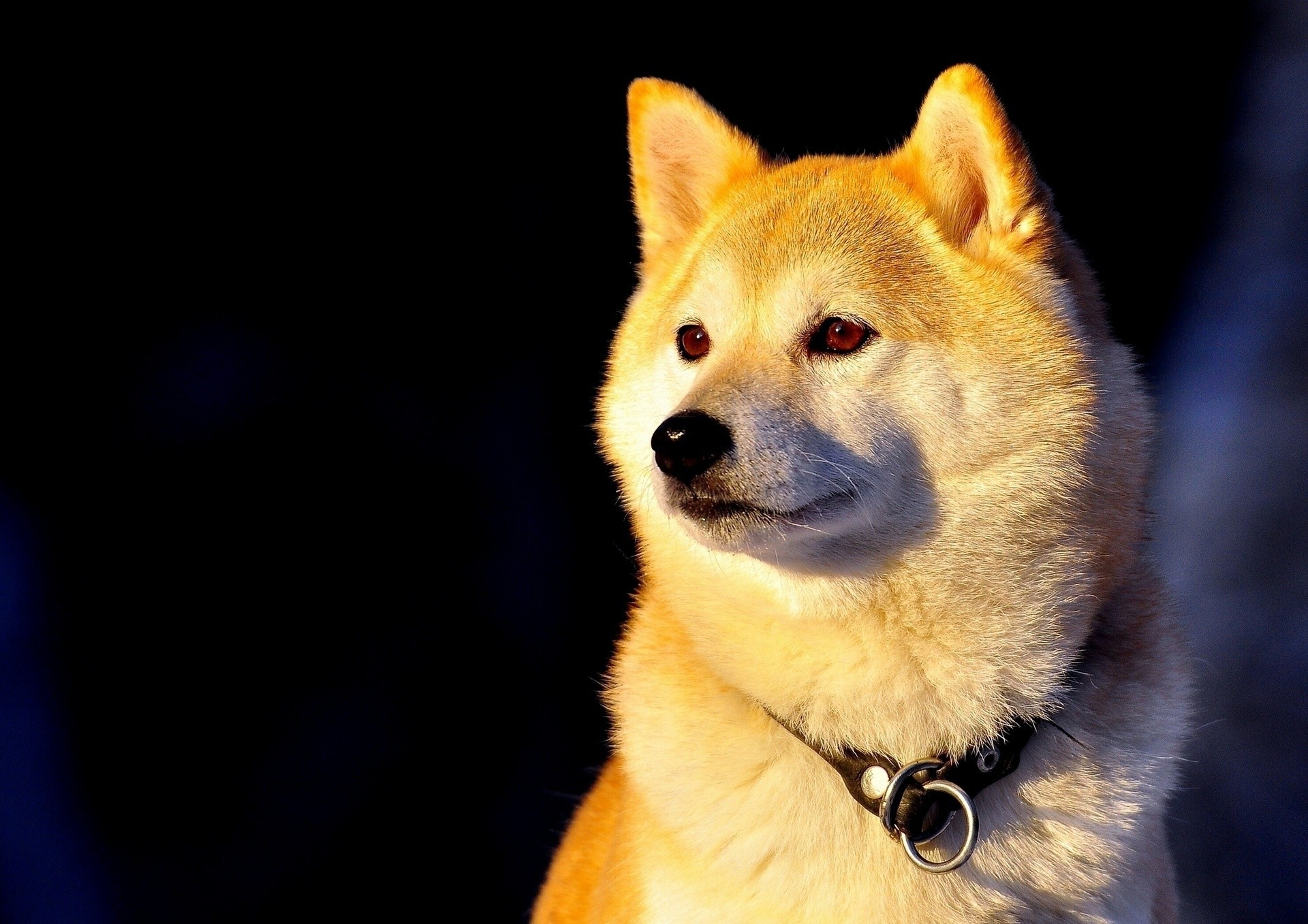 perro collar shiba inu