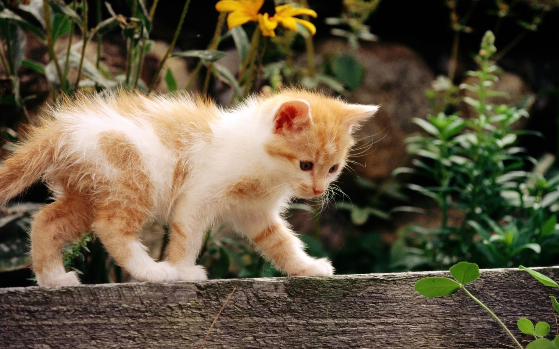 cat flower red white