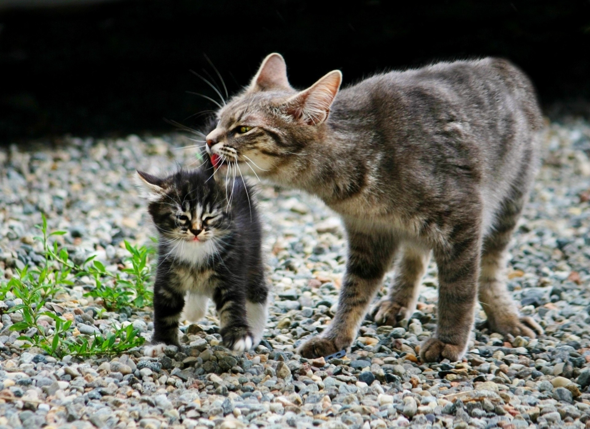 gato amor maternidad comadreja