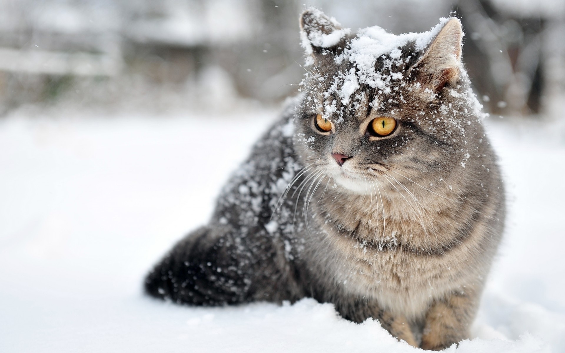 natura gatti vista gatto neve inverno