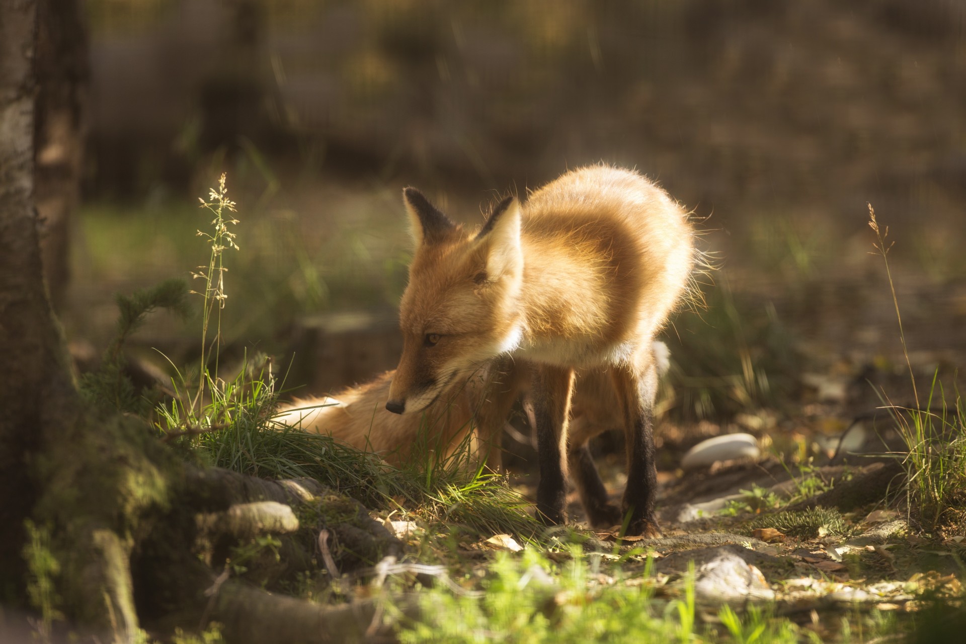 löwenbaby alaska fuchs roter fuchs