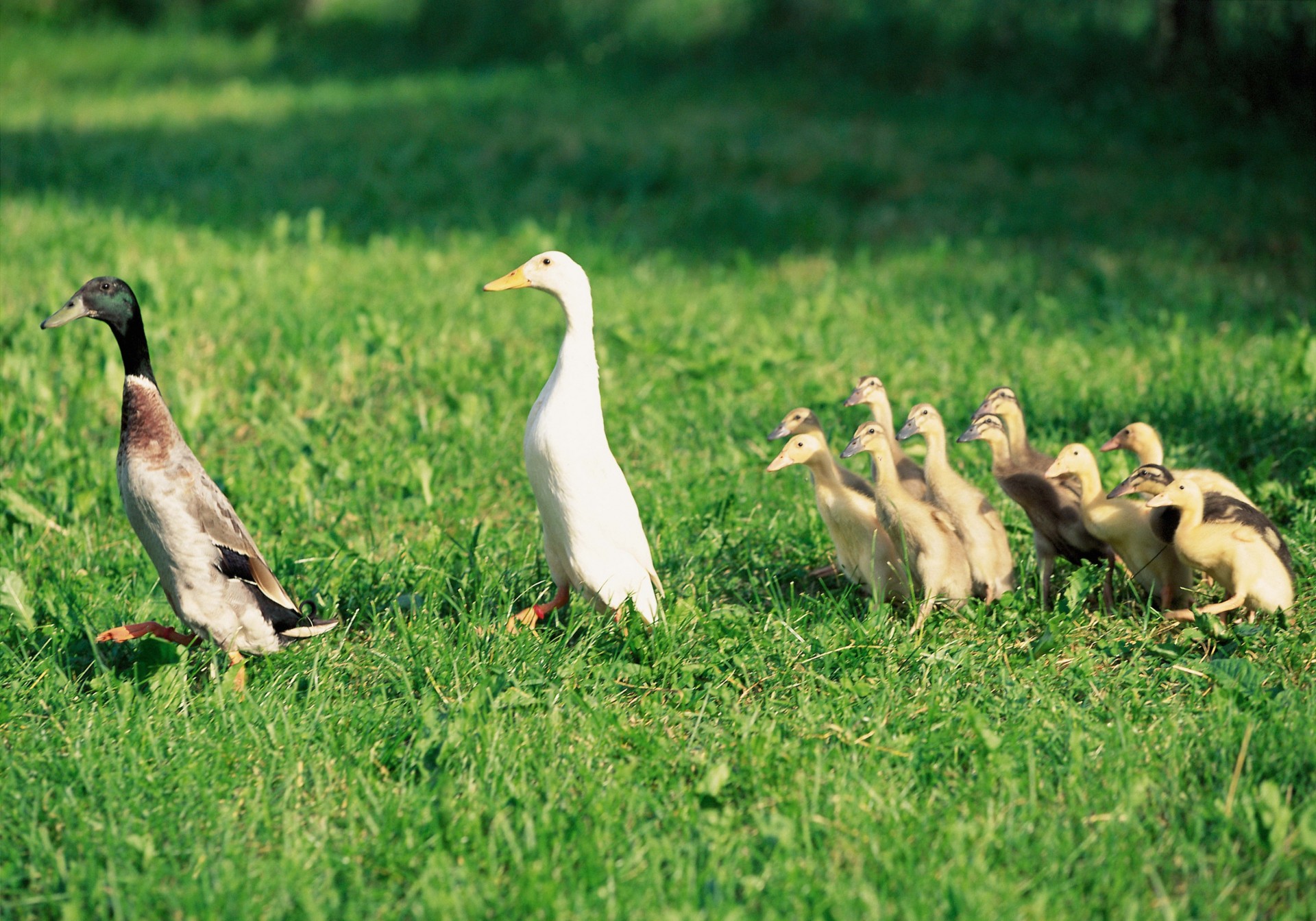 famille canetons ninjas oiseaux