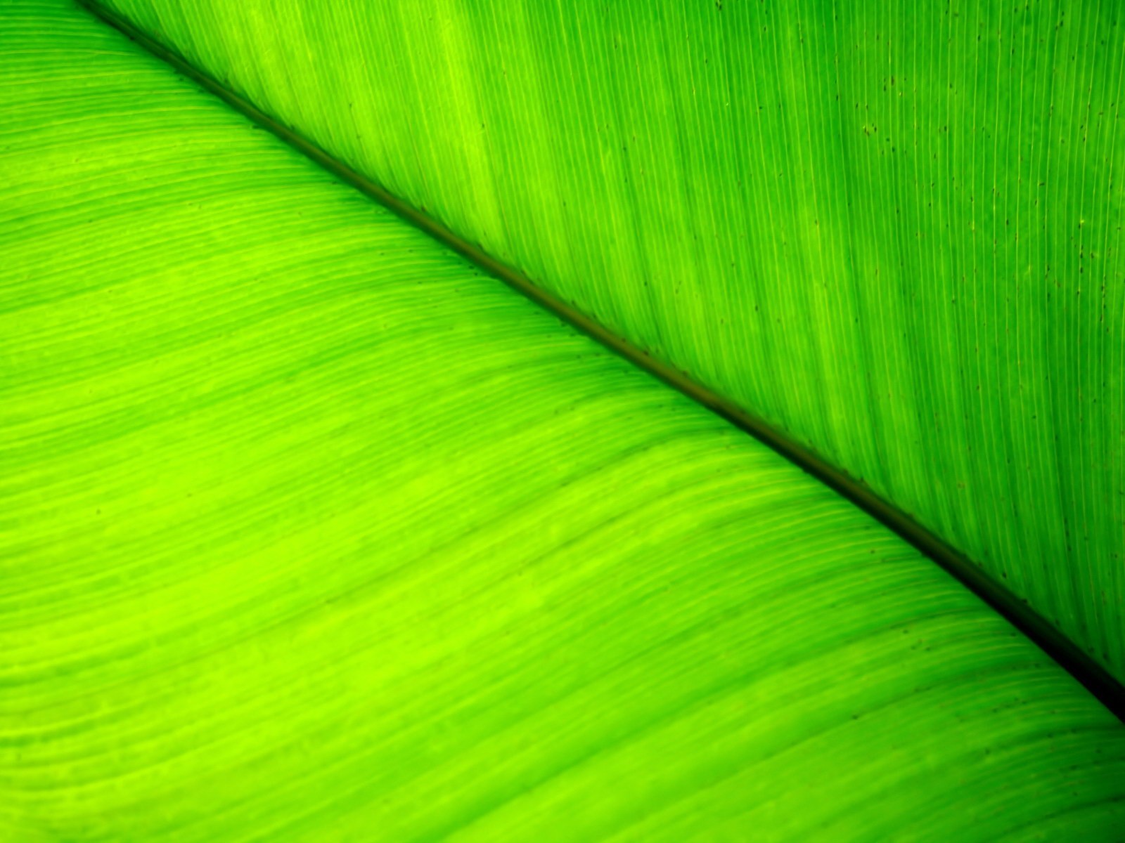 pflanze grün blatt linien