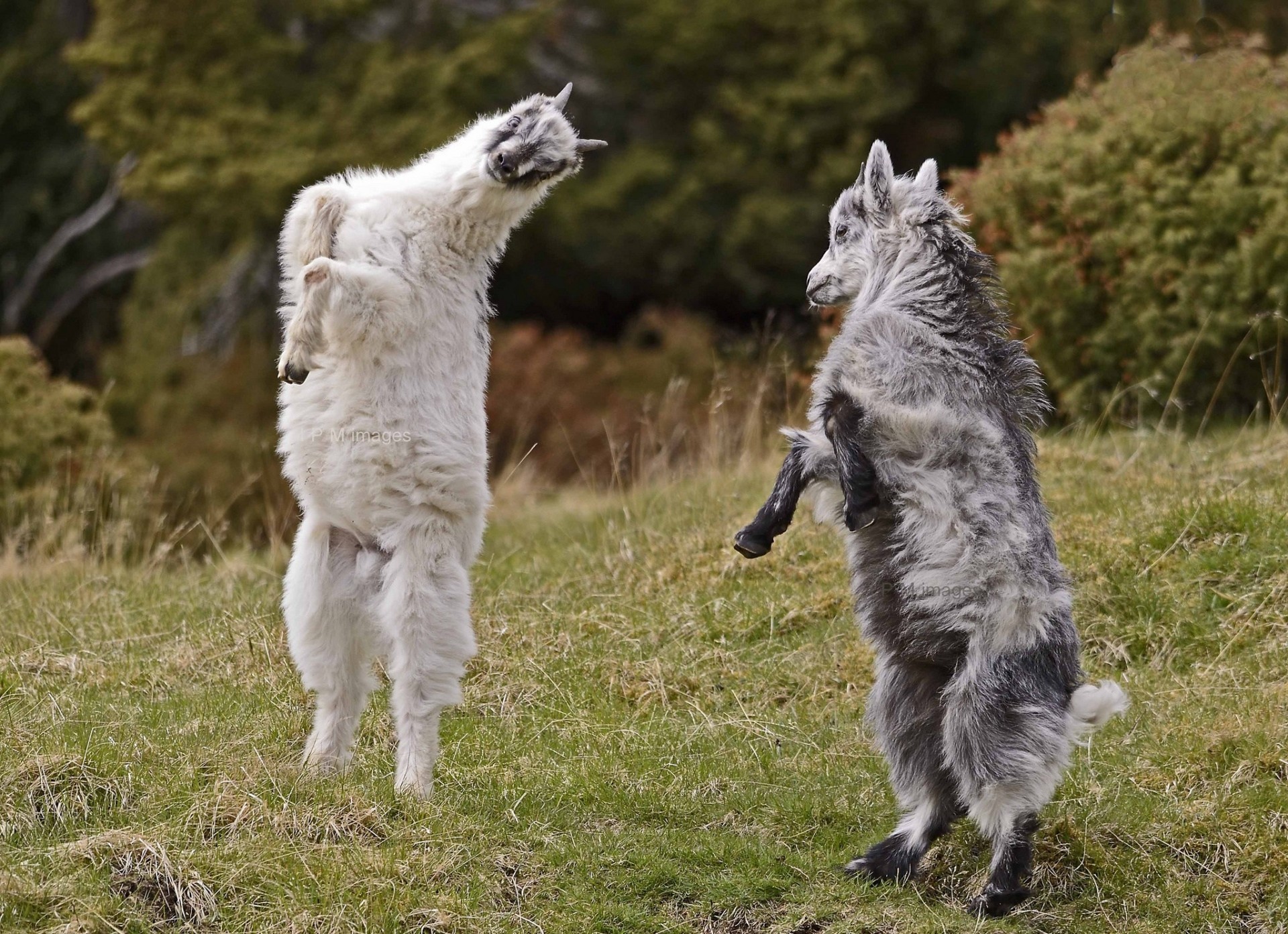 dance goats games mountain goat