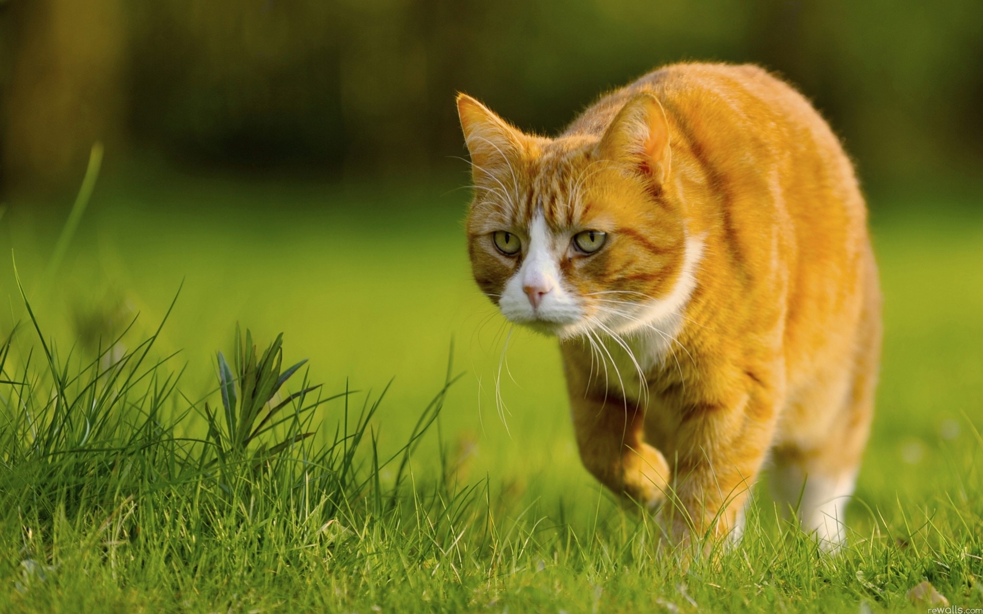 rouge chats été vue chat