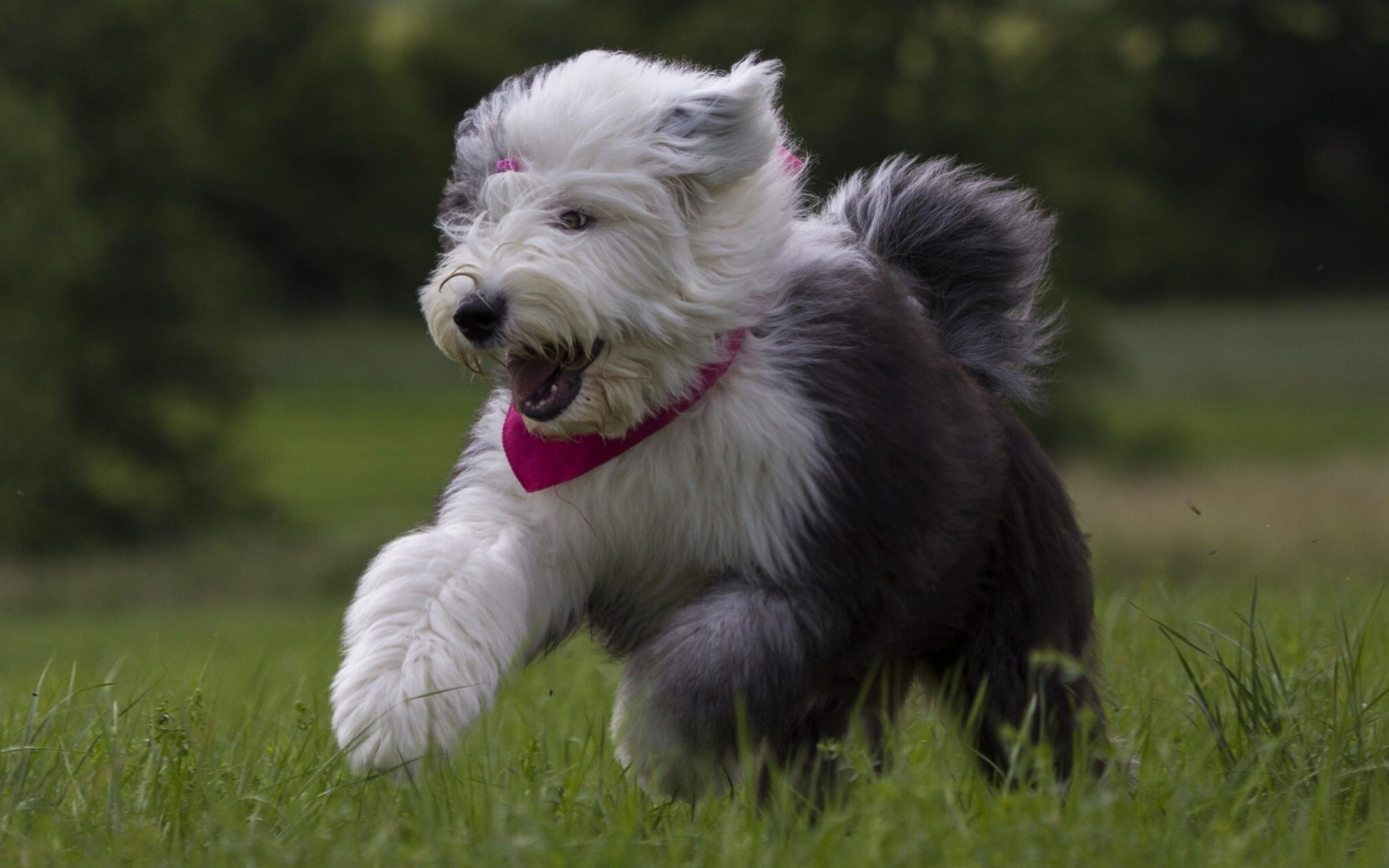 alegría bobtail perro cachorro estado de ánimo paseo