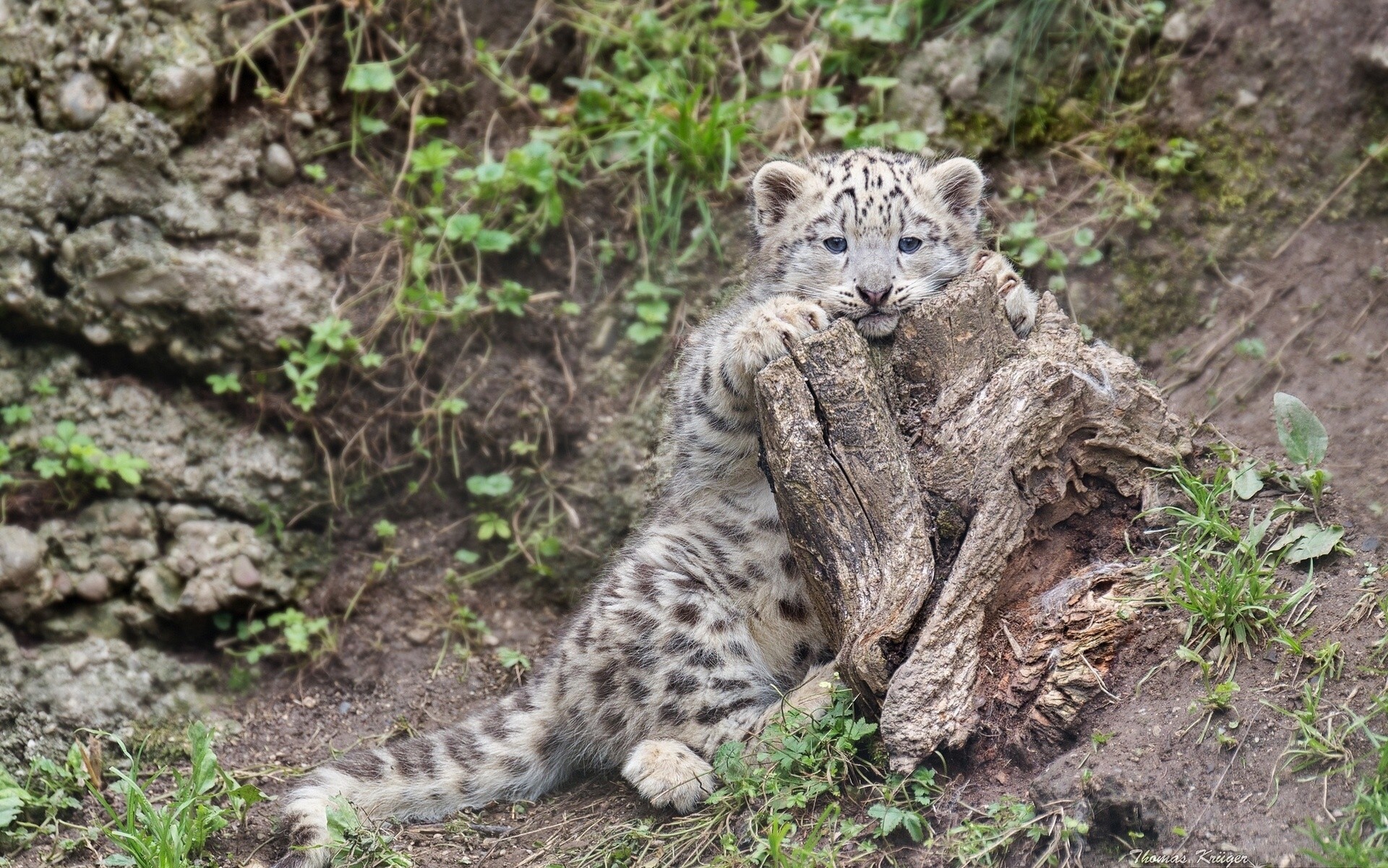 кот пень зверь