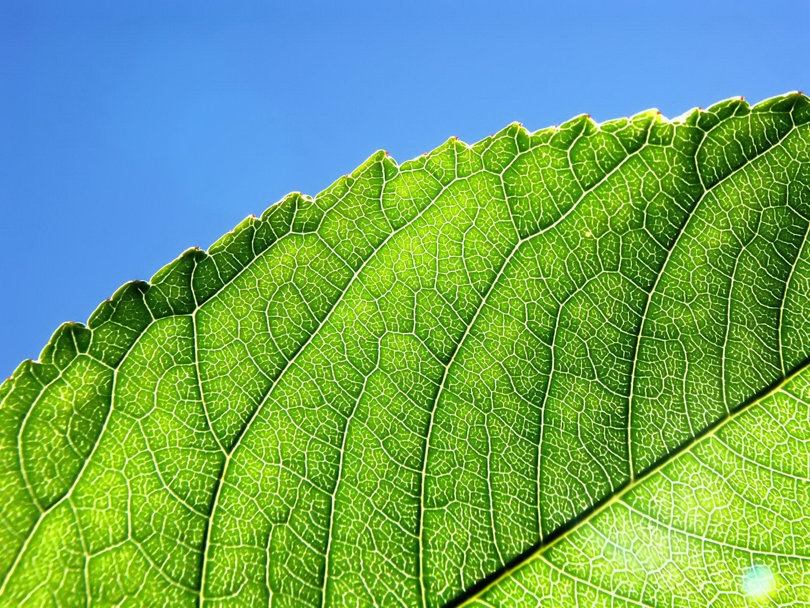 blatt grüns linien