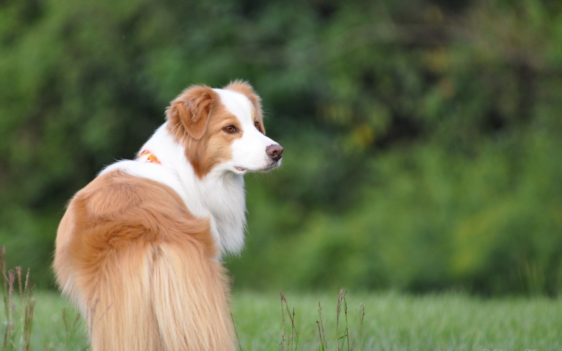 hund freund ansicht