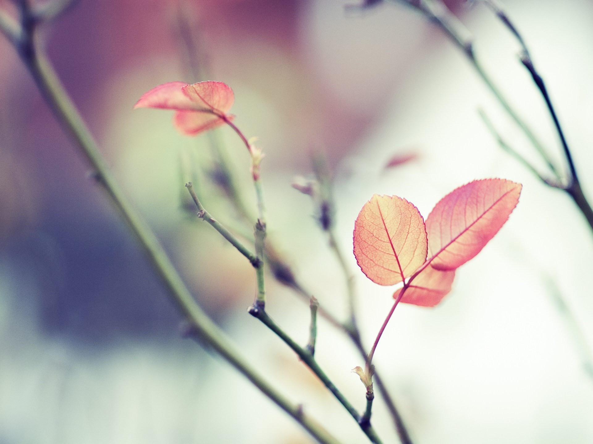 feuille branche won focus