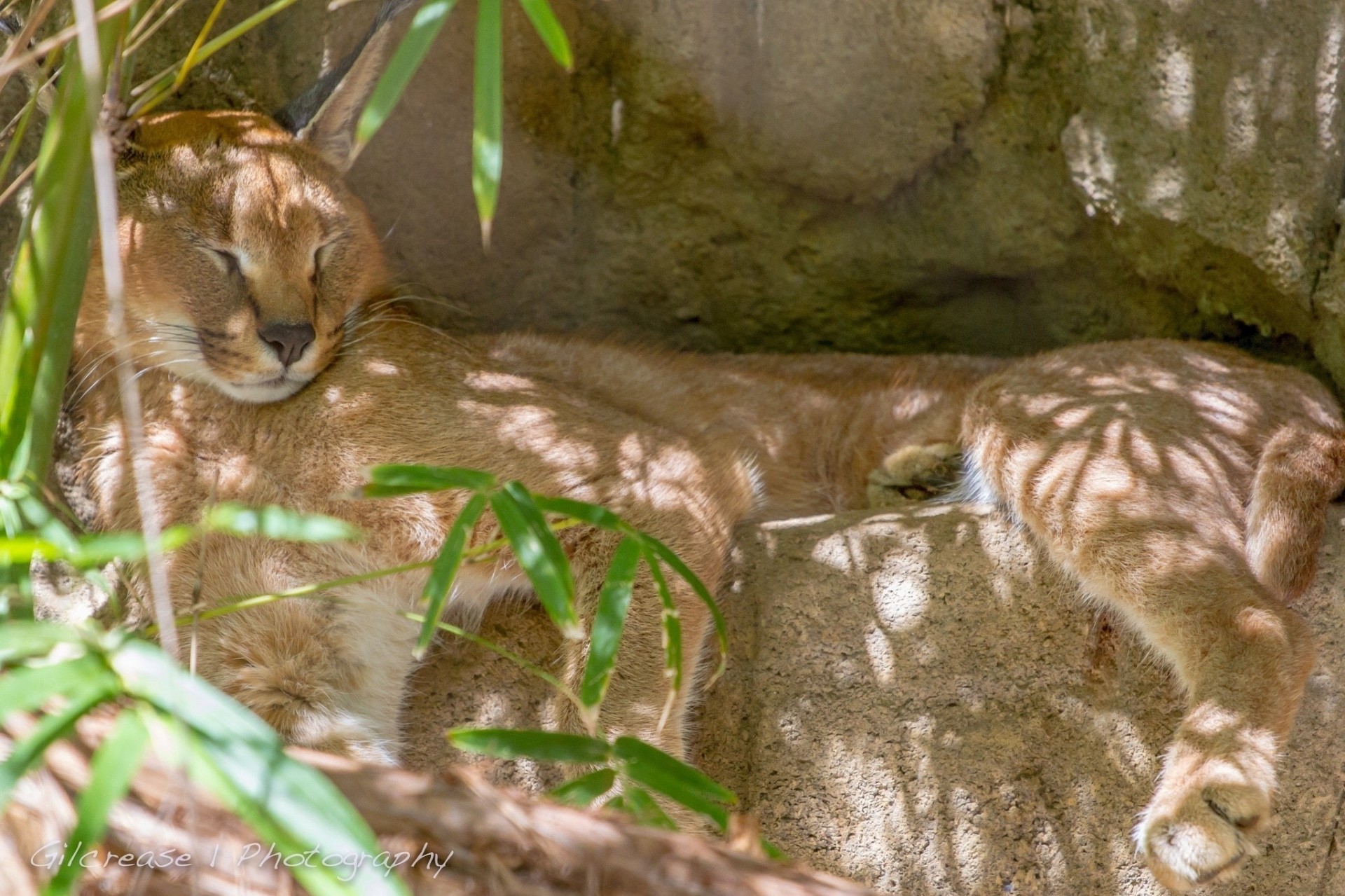 wild cat sleep caracal steppe lynx rest