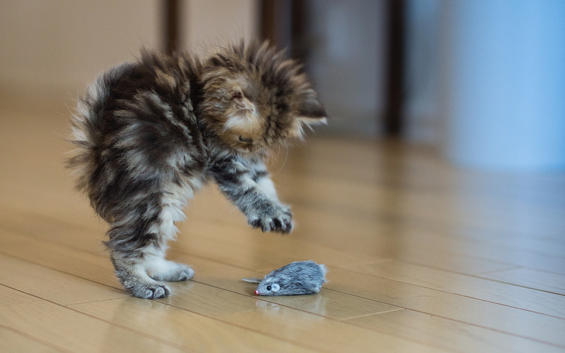 chat peur plancher jouets situation souris