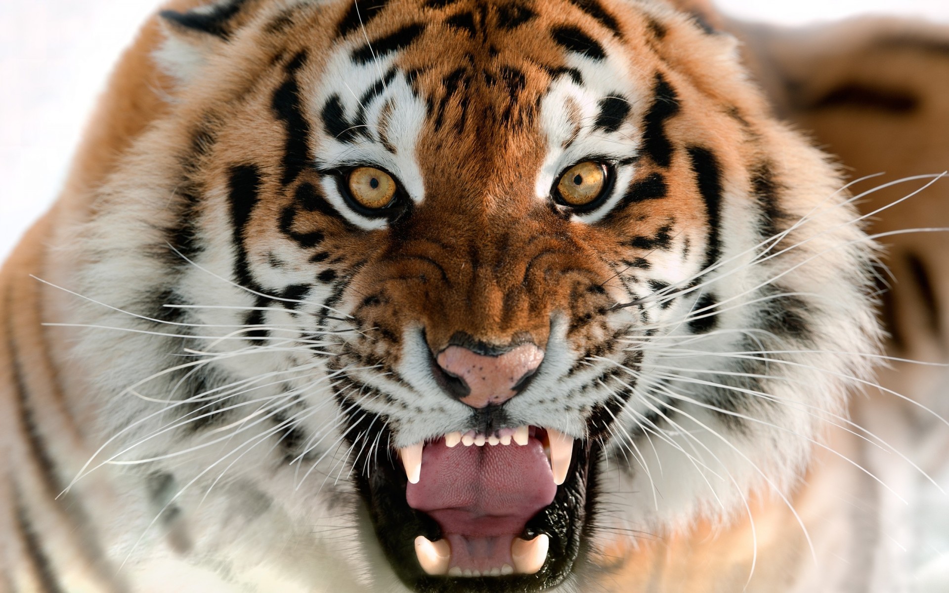 cat teeth animals amur tiger