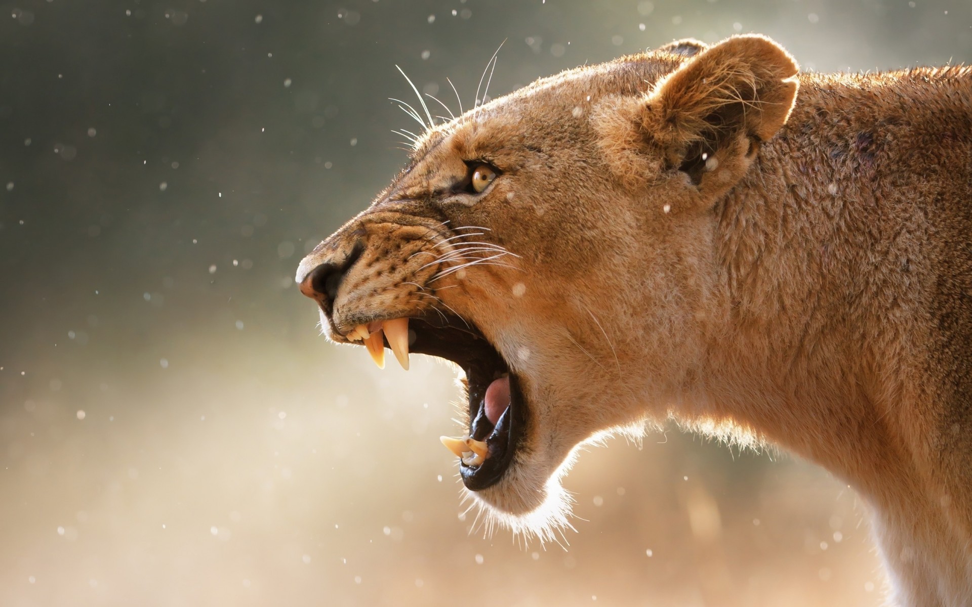 teeth animals lioness aggression