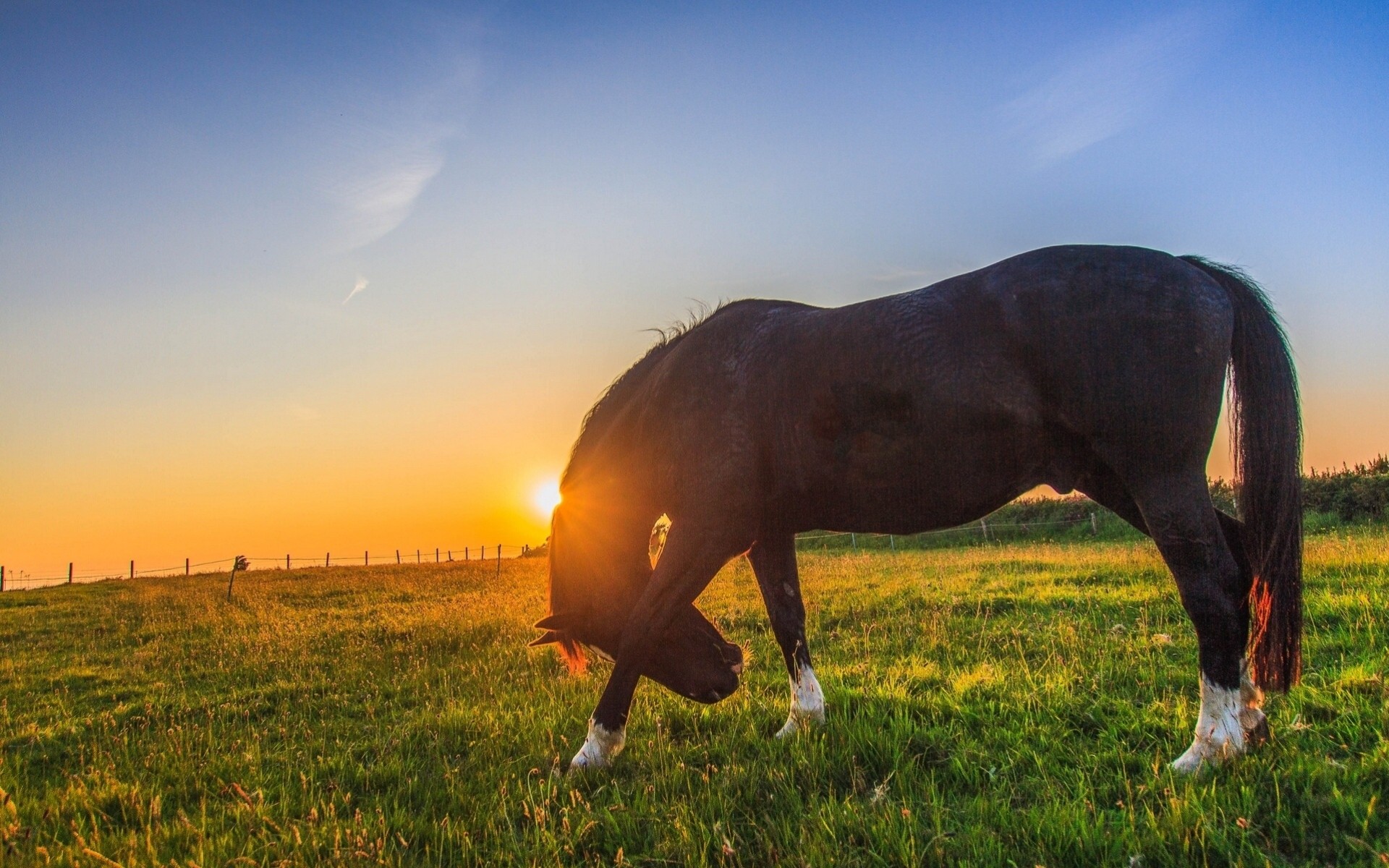 horse meadow sunset pasture