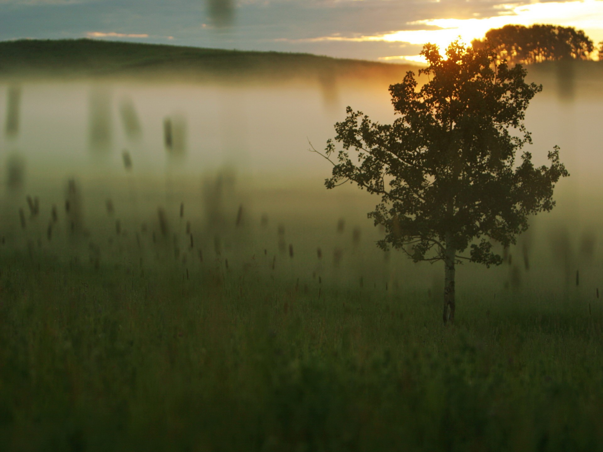 arbre brouillard herbe