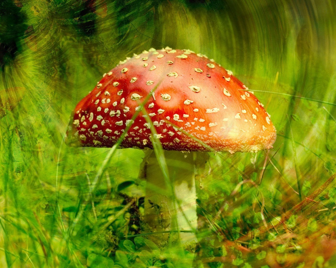 mushroom amanita green