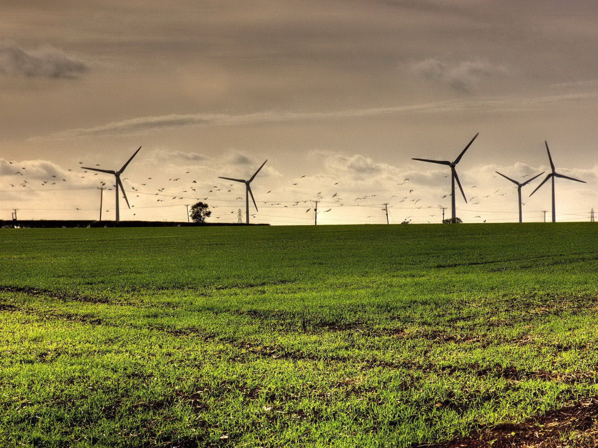 wind turbines the field bird