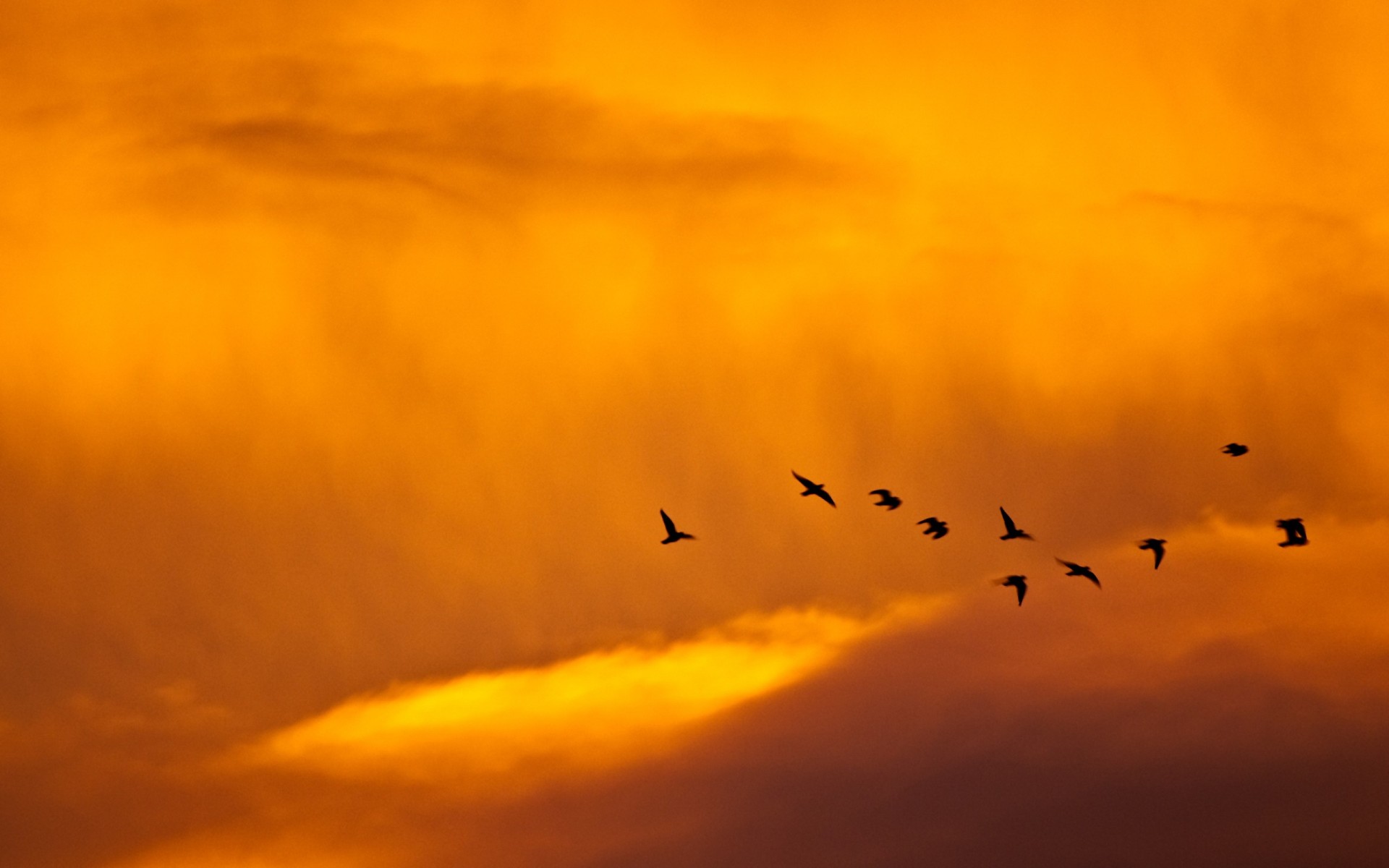 birds sky minimalism