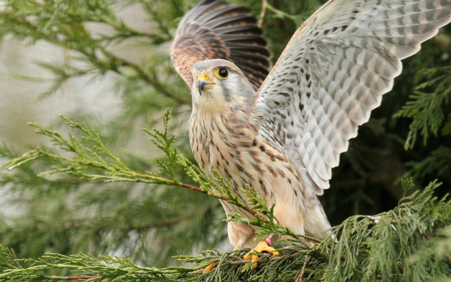 vögel flügel schwingen raubtier baum