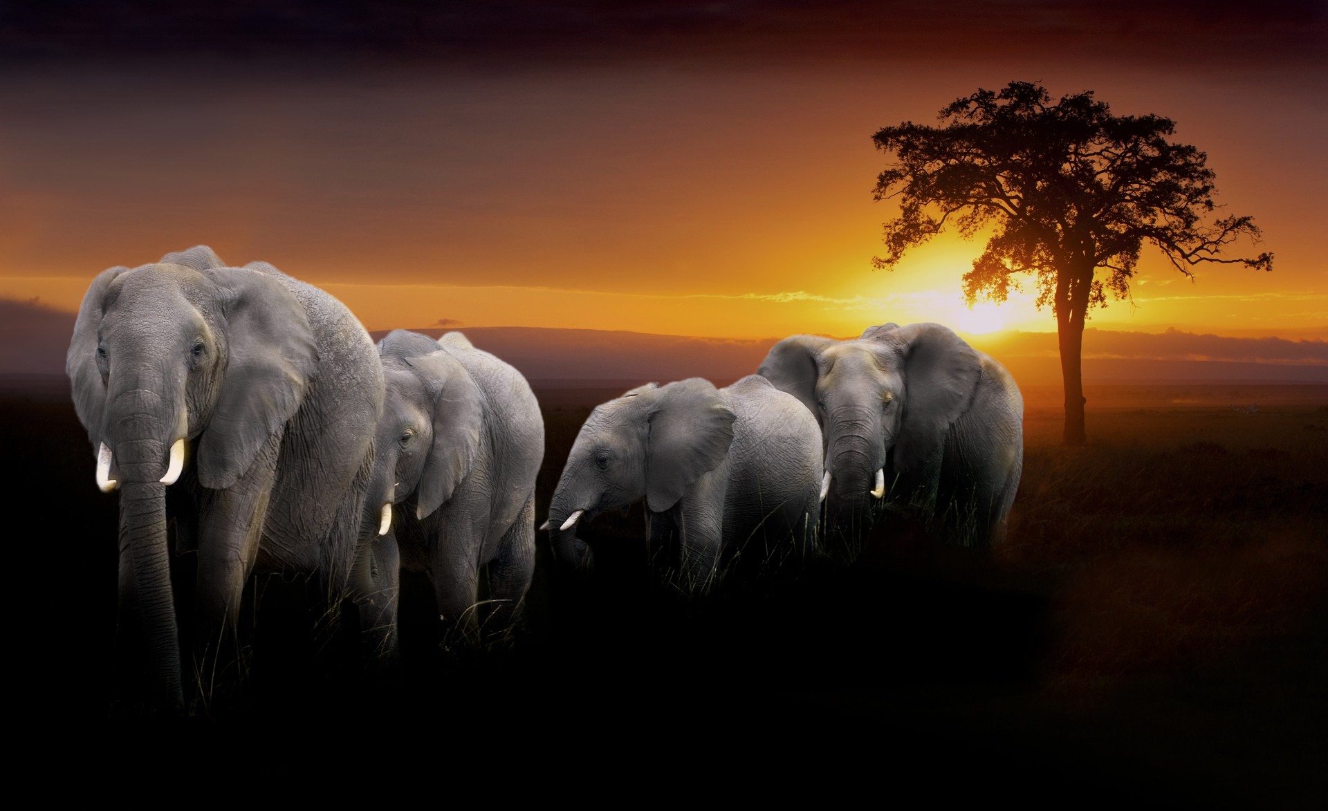 animaux coucher de soleil éléphants