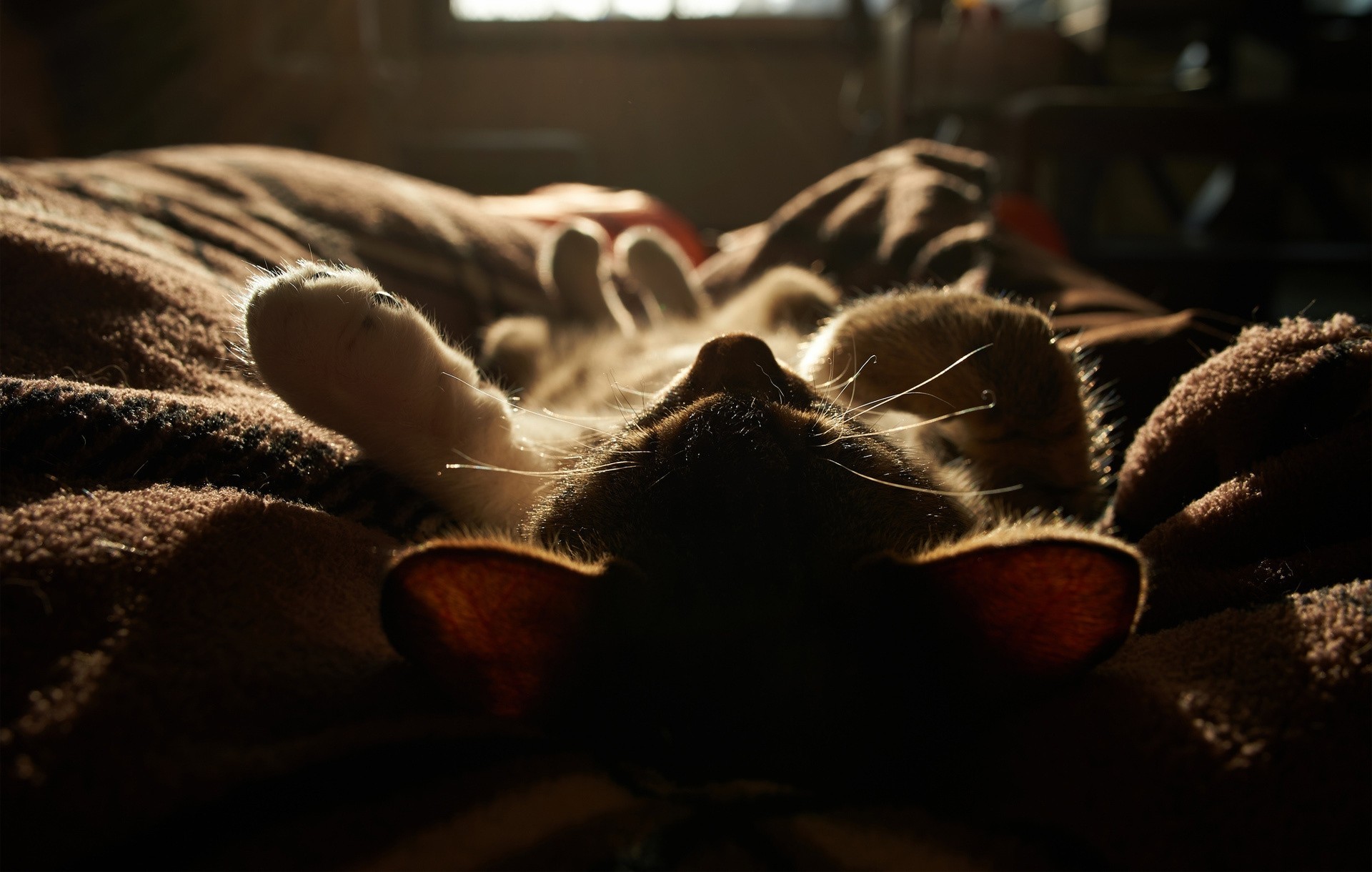 chat lumière couverture soleil dormir