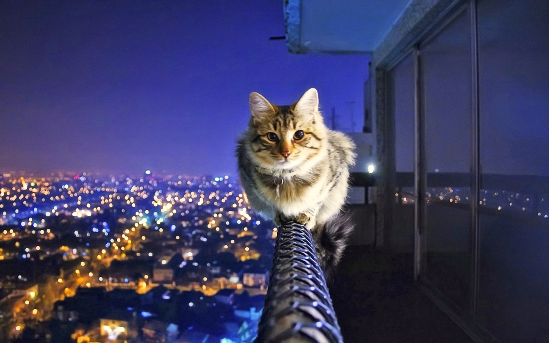 rails town night balance cat