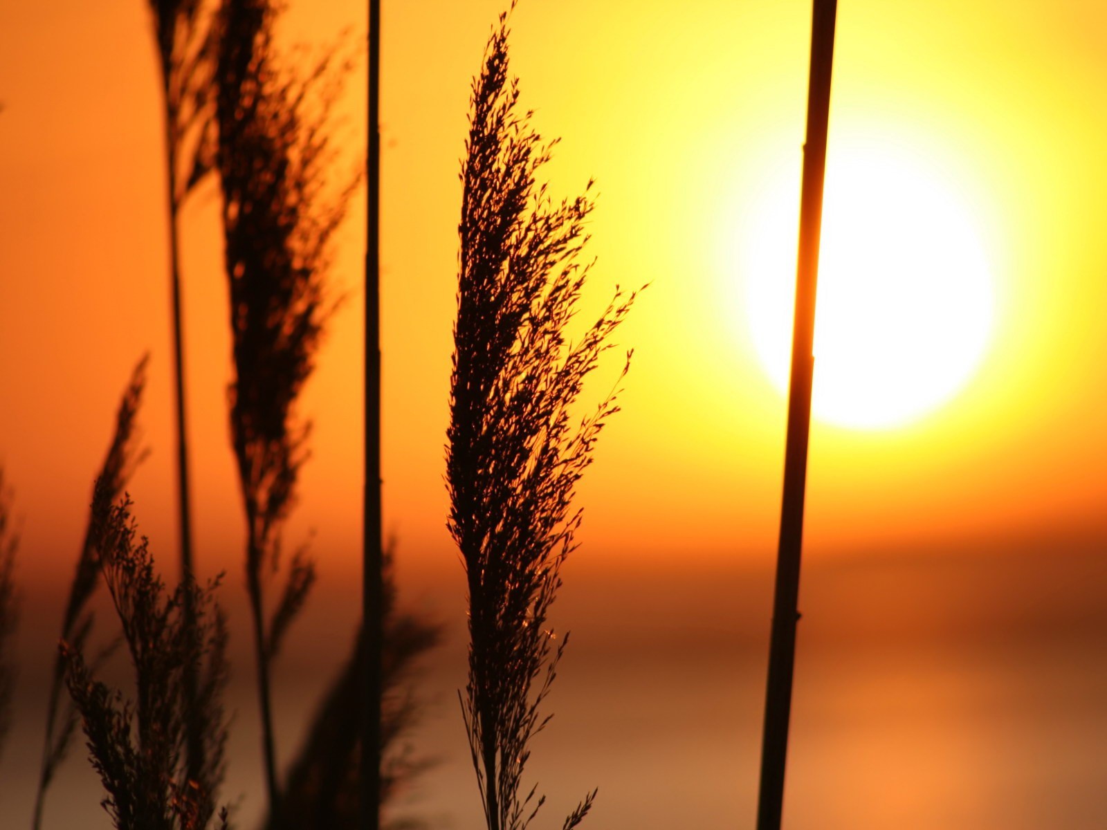 sonnenuntergang gras sonne