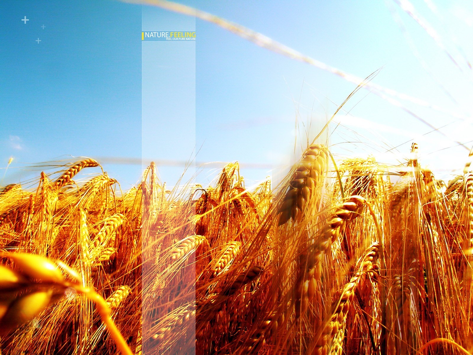 spighe cielo lavorazione