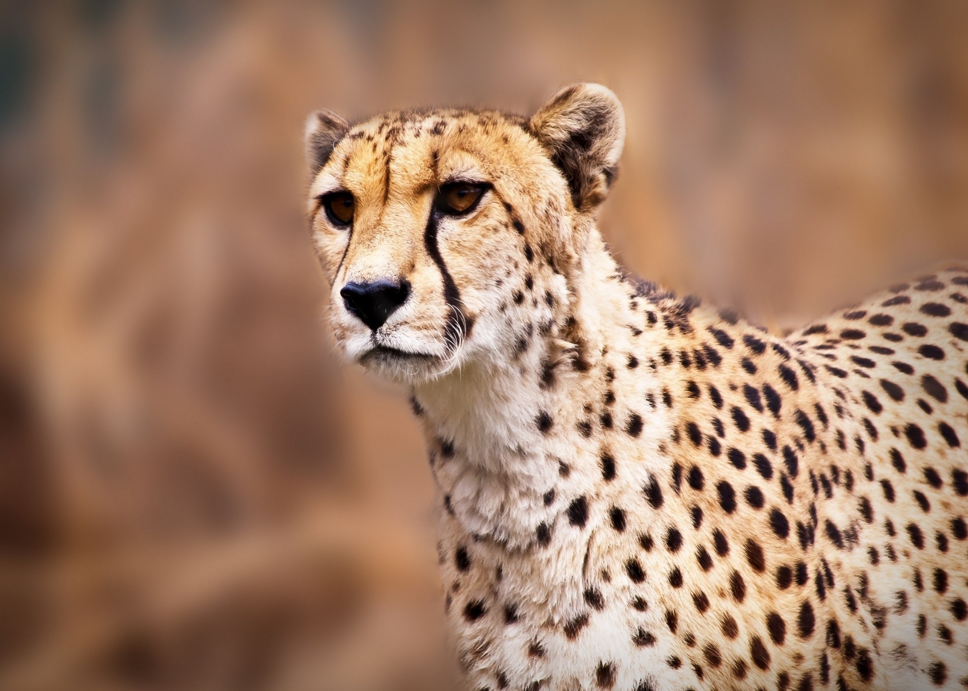 wild cat cheetah