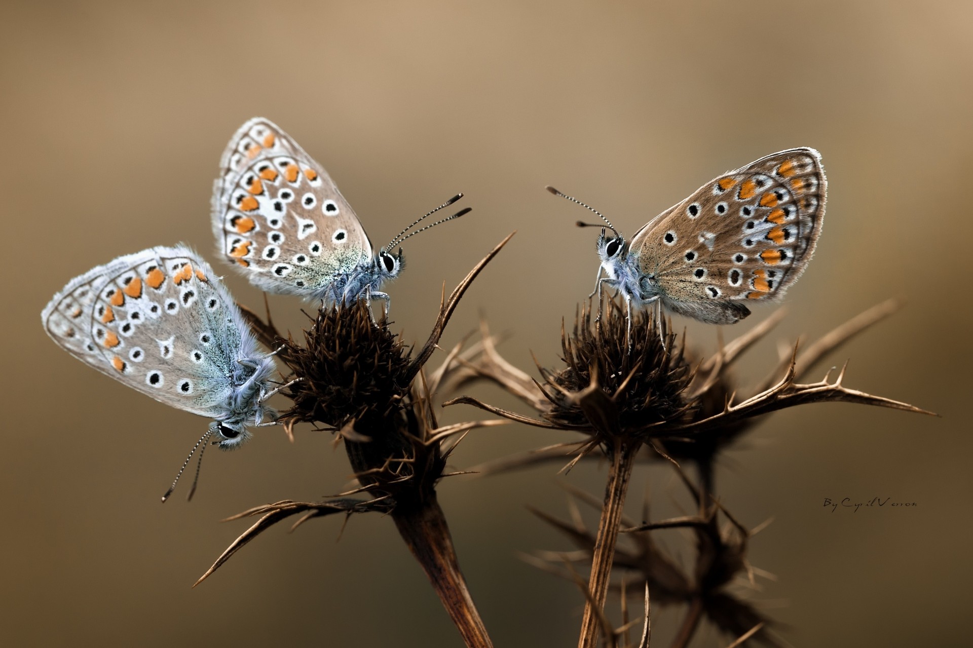 macro alas flores espinas mariposas