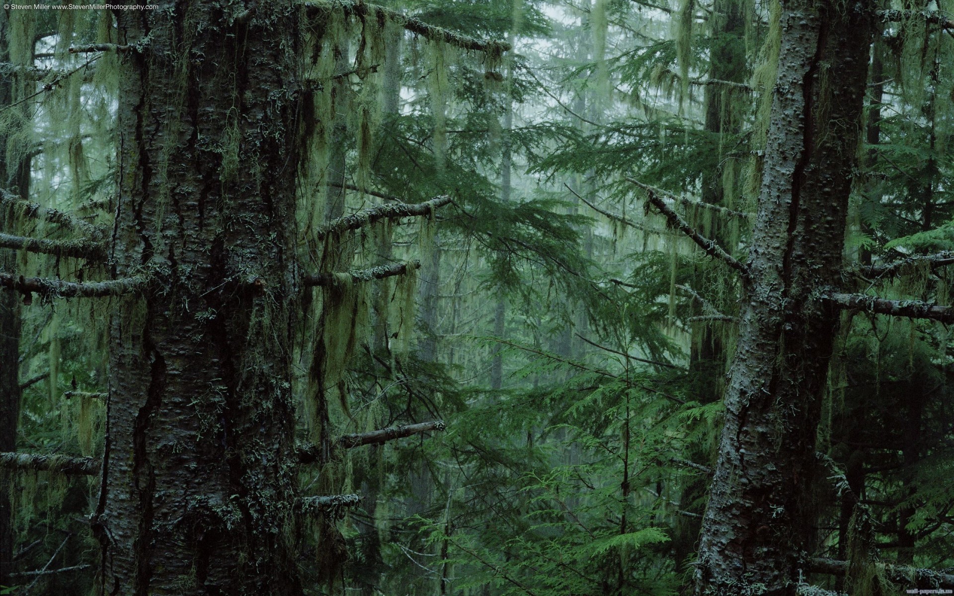 tree thicket fog